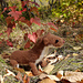 Weasel pattern 
