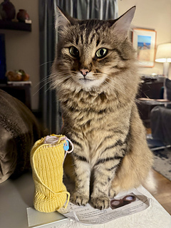 Beau sits on the instructions with his lion paws for inspiration.
