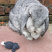 My Flopsy Bunny pattern 