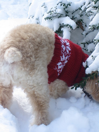Snowflake Dog Sweater photo 2