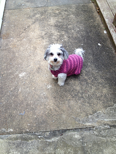 The Poet Dog Sweater photo 6