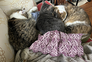 A cozy afternoon of knitting.