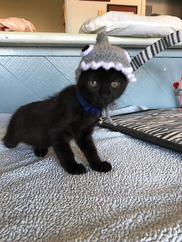 Shark Beanie for a Kitten photo 2