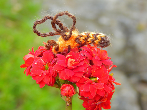Little Bee photo 3