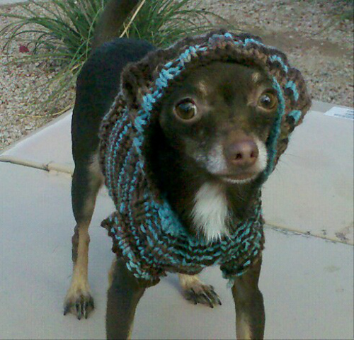 Chihuahua Hoodie photo 3