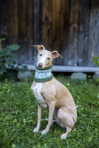 Hundehals - Sara Johannessen