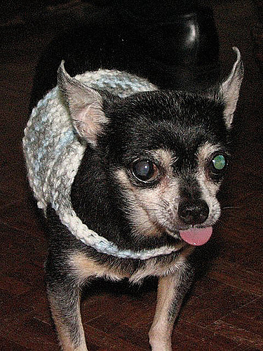 Dog or Cat Sweater photo 1
