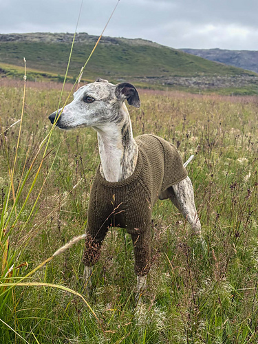 Snúra – Dog Sweater