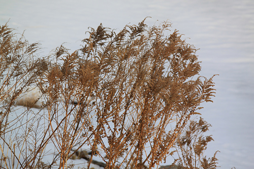 The North Wind photo 4