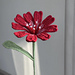 Flower: Lewisia pattern