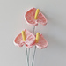 Flower: Anthurium pattern 