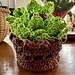 Succulent Plant Pot Coaster Set photo 2