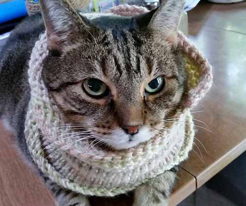 Basic Cowl photo 3