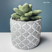 Desktop Succulent pattern 