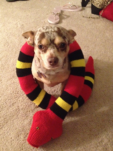 Ravelry: Striped Snake pattern by Sarah Ann Thompson