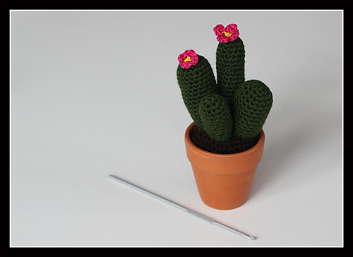 Cactus! photo 1