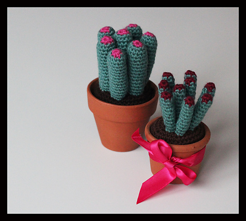 Many cactus! photo 1