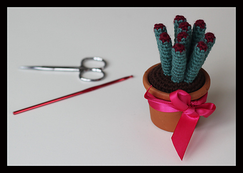 Many cactus! photo 2