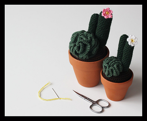 Curly Cactus! photo 2