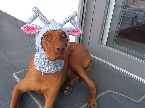 Ravelry: Reindeer Dog Hat pattern by majStyle