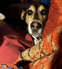 My Benny is bored and wants my attention :smile: