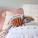 Olivio the Armadillo