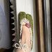 Tabi slippers pattern 