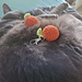 Orange Keychain Amigurumi pattern