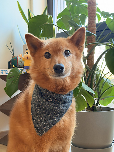 Lumi Bandana photo 2