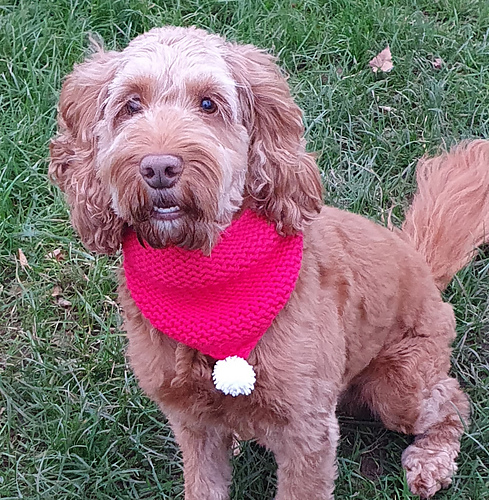 Dog Christmas Cowl photo 1