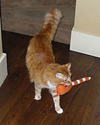 Henry's Toy Snake photo 1