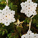 Snowflake Ornament pattern 