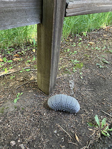 Pod of Isopods