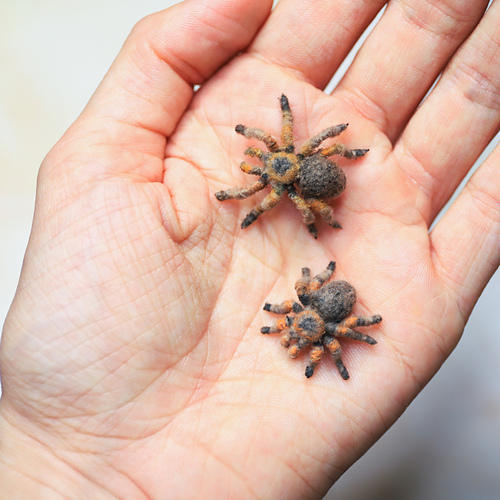 Miniatyr Tarantula - Anastasia Sarkisian