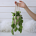 Knitted Pothos Hanging Plant pattern 