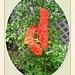 Long Hollow Happy Socks pattern 