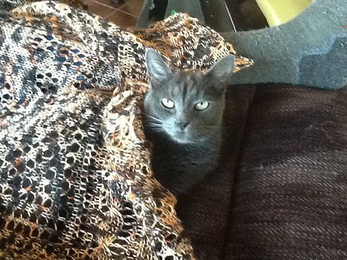 Scampers photo 3