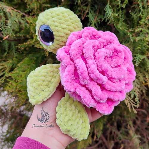 Rose Turtle photo 12