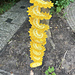 Windspinner Summer pattern 