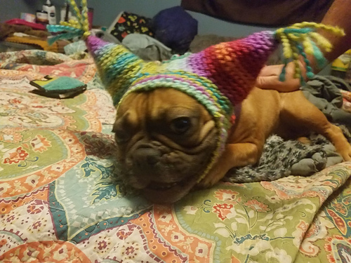 Silly Frenchie Hat photo 2