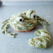 Finn the Fiddler Crab pattern