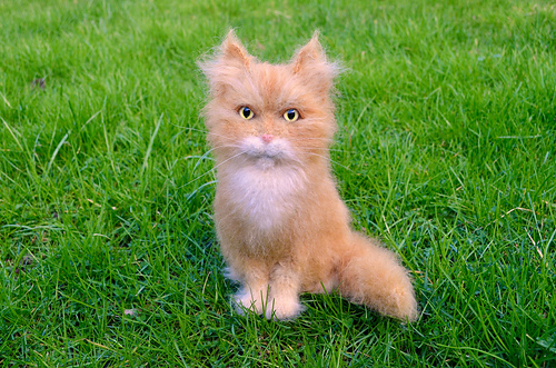 Maine Coon Cat