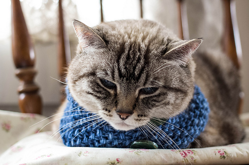 The Triangle Cowl for Tiny Creatures photo 5