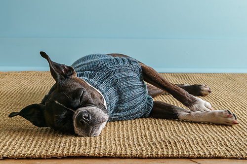 Lucky Dog Sweater
