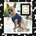 dog crochet sweater pattern 