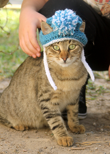 Lue til katt - Rebecca Davis