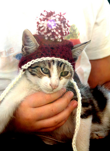 Lue til katt - Rebecca Davis