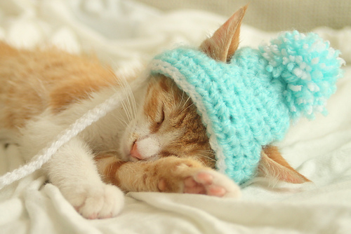 Lue til katt - Rebecca Davis