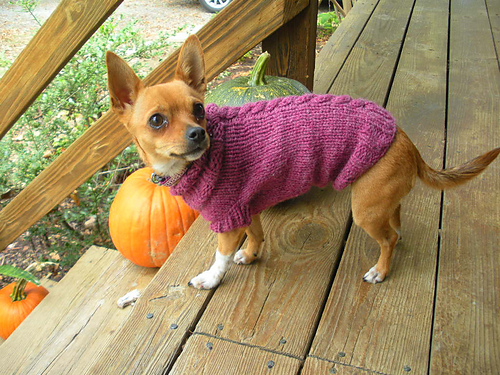 Single Cable Small Dog Sweater photo 2