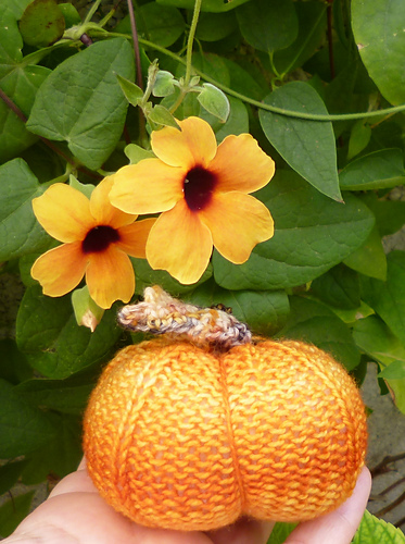 Potiron, pumpkin o calabacita photo 6